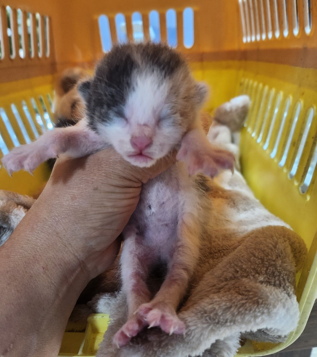 울산유기동물보호센터_431373202301088